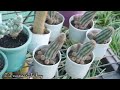 #viral plants, Rare & costly उच्च श्रेणी के पौधे, बहुत दुर्लभ और महंगे  #new #1k