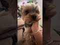 My Life With 2 Yorkies 🤍🐾  (Short Glimpse)