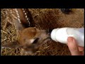 rocky first feeding - rescued fawn