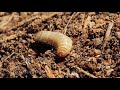 Black Soldier Fly Larvae Farming - BSFL Large 120L System Instructions