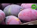 The Most Modern Agriculture Machines That Are At Another Level, How To Harvest Onions In Farm ▶14