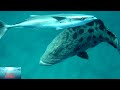 A giant grouper encounter made while freediving! Un mérou géant rencontré en apnée!