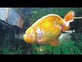 Famous Goldfish farm Tour in Japan | MARUTERU GOLDFISH 😍😍😍