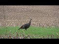 Wild Hen Turkey sounds (Yelping, Cutting &  Clucking)