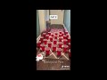 😘 Best Cats and Dogs Videos 😸 Best Funny Cats Videos ❤️😆