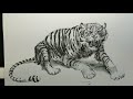 Drawing a Tiger Ink and Water Wash STEP BY STEP Tina Schmidt 101-7