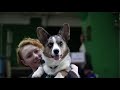 Welsh corgi cardigan | All about the breed