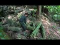 Full Video 30 days Solo Bushcraft. Build a treetop shelter. Survive in the Wild.