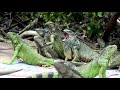 Green Iguana Facts: aka the ORANGE IGUANA | Animal Fact Files