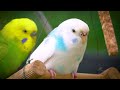 New Gray Budgie Making Happy Sounds