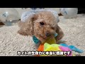 ティーカッププードルだった犬が3歳の誕生日を迎えました🎂【トイプードル】【タイニープードル】