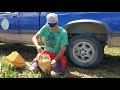 Corn Hand Pollination