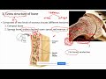 [Higher volume] ATI TEAS Science Review Lesson 4. Skeletal system Part 1