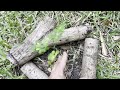 How to Grow the Amazing Moringa Tree in Sunny Central Florida
