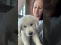 Golden Retriever Puppy Shenanigans