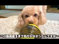 犬のトリミング後ってやっぱり可愛くでもふもふで気持ちいい…、意外なご飯の食べ方も判明しましたw【トイプードル】