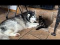 Adorable Baby Boy Loves His Husky! (Cutest Duo Ever!!)