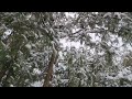 The sound of the wind flowing through tree branches full of white snow ASMR