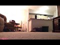 Cat vs laser  pointer