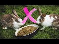 10 Scents/Smells to ATTRACT Rabbits (Make your rabbit come to you)