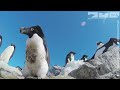 Thief Steals From Adelie Penguin & Robot Spy Adelie Penguin