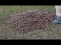 Foxumentary: Leaf Pile