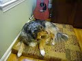 Bodhi Howling with Mishka on YouTube.