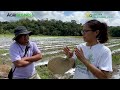 OFW turned farmer: Gusto nyo ba kumita ng 1M sa talong sa 3,000 sqm in 4 months?