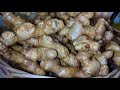 5 Steps to Grow a PILE of Ginger - From Planting to Harvest