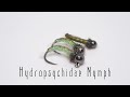 Hydropsychidae  Caddis nymph