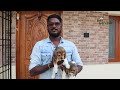 குறைந்த விலையில் வெளிநாட்டு நாய் குட்டிகள்  | Dog Kennel in Chennai | Oor naattan