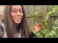 How To Prune Watermelon, Cantaloupe  Plants ....... Melon Care Trellising Climbing Plants