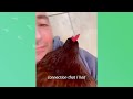 Man Takes His Chicken To The Beach And Shocks Everyone | Cuddle Buddies