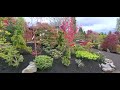 Why I love Japanese maples spring color the Best - Amazing Maples - 23 Apr 2020