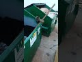 Found 4 baby racoon stuck in garbage