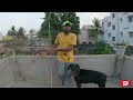 How to control your Dog Aggression | TAMIL | RAGUL RAM