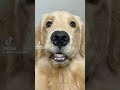 Golden Retriever - Adorable And Hilarious Videos And Tik Toks Compilation