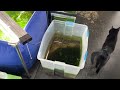 Revamping My Freshwater Aquarium: Axolotl, Ricefish, Yellow King Kongs And More!
