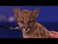 Animal Expert David Mizejewski: Sloth & Cougar Kitten | CONAN on TBS