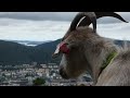 Relax with nature | Waterfalls and mountain goats | The sounds of Norwegian ambience |
