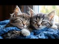 Sleeping kitten | Chillout Relax Cure Sleep Read Study Work Music