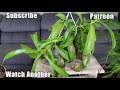 Caring for a Tropical Pitcher Plant (Nepenthes alata)