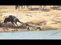 The Best Battles Of The Animal World - Harsh Life of Wild Animals, Lion Vs Elephant, Crocodile