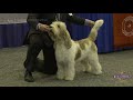 2018 Houston World Series of Dog Shows - Day 1