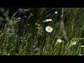 Jon Foreman - Stay Wild, Wildflower (Official Visualizer)