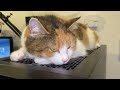 Tali wants to meltdown my gaming computer #rtx #pcgaming #cat