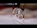 Funny dog videos  / Cute Dogs / Funny Pet Videos 😄 Cute Animals
