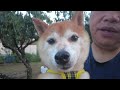 【南阿蘇でいちごちゃんと朝さんぽ】　柴犬のいちごちゃんとお散歩動画