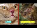 What vaccinations does my pet cat need? Is it safe? Dr. Pawsome| Cats को ये वैक्सीन जरूर लगाए|