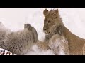 lion vs wolf 🐺 wolf playing with lion 🐱 lion cub playing with wolf cub 🐱 #lioncub #wolfcub